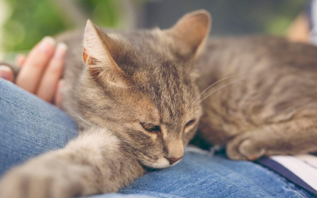 Furry tabby cat lying on its owner's lap, enjoying being cuddled and purring.