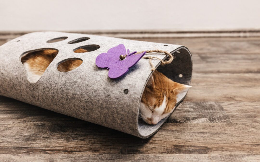 Domestic white and orange cat sleep in cat felt tunnel, fall season